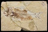 Bargain, Cretaceous Fish (Nematonotus) Fossil - Lebanon #147226-1